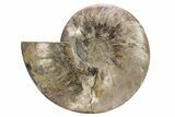 Large, Cut & Polished Ammonite Fossil (Half) - Madagascar #251080-1